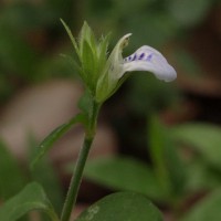 Rungia pectinata (L.) Nees